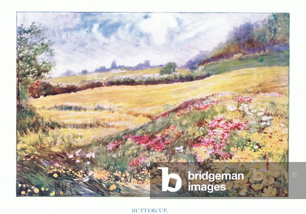 Buttercup (May flowering), J. M. Dent & Sons Ltd, pub.1907 (colour litho)