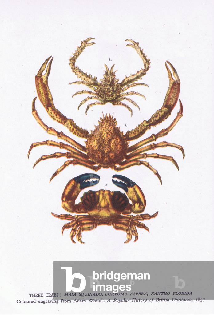 Three crabs, Nature in Britain published by Collins, 1946 (colour litho)