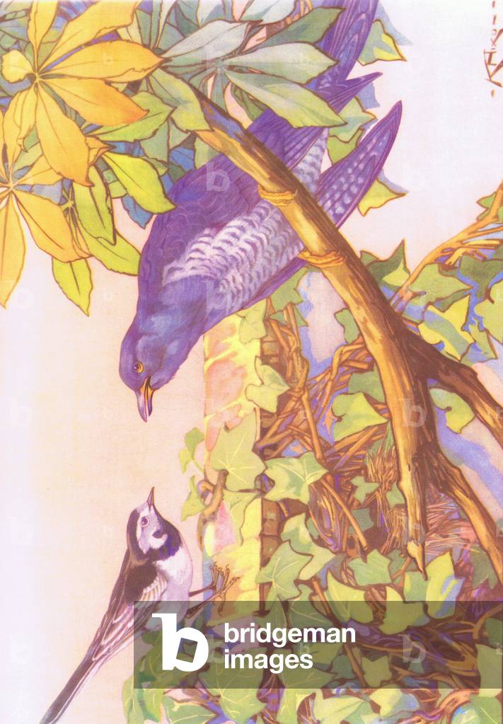 Pied Wagtail and Cuckoo, illustration from 'Folio of School posters. Printers unknown', c.1940-73 (colour litho)