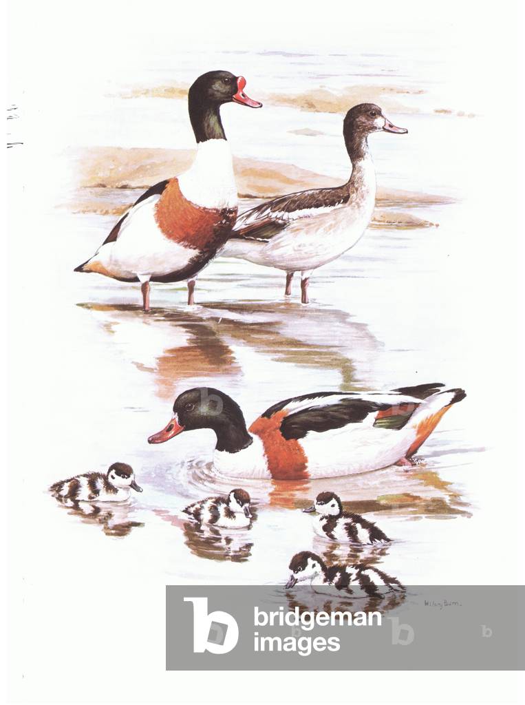 Shelducks with young, illustration from'Wildfowl of Europe', 1972 (colour litho)