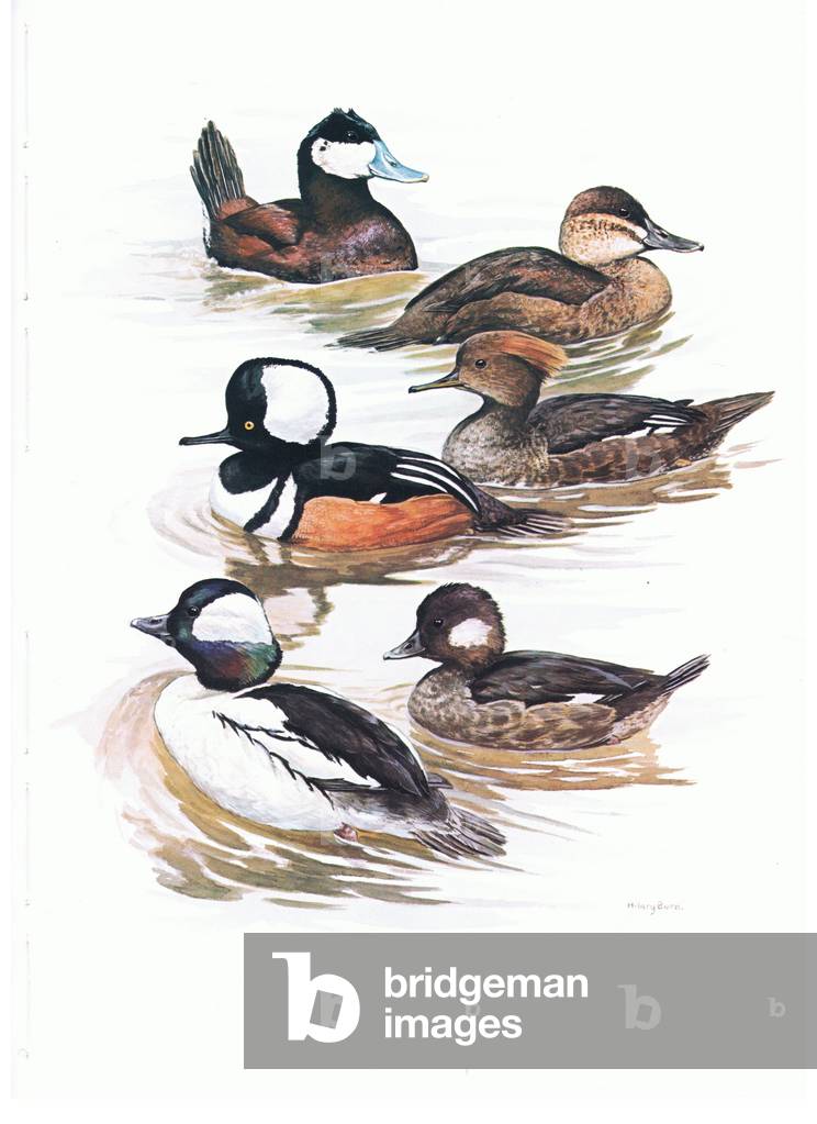 Ruddy Duck, Hooded Merganser, Bufflehead, illustration from'Wildfowl of Europe', 1972 (colour litho)