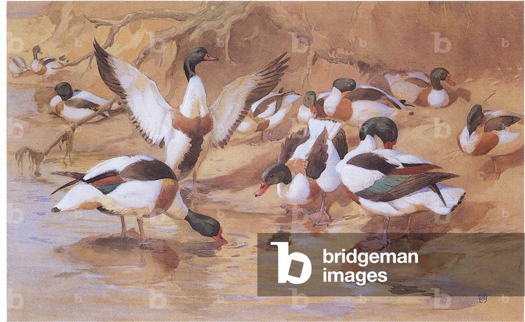 Shelducks (colour litho)