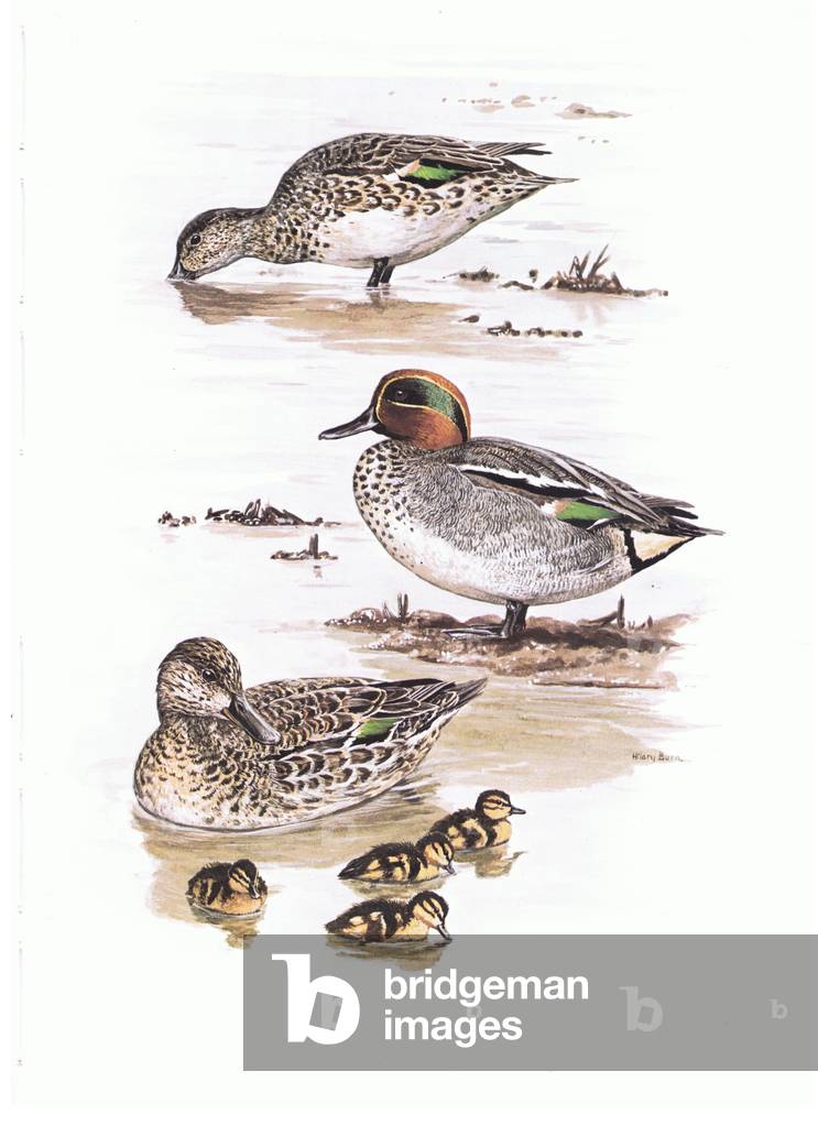 Teal (European Green Winged Teal), illustration from'Wildfowl of Europe', 1972 (colour litho)
