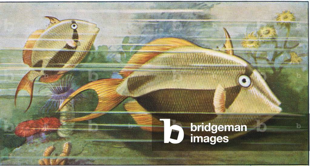 Fish you cannot eat: Balistes; Trigger fish, from colour Liebig postcard (colour litho)