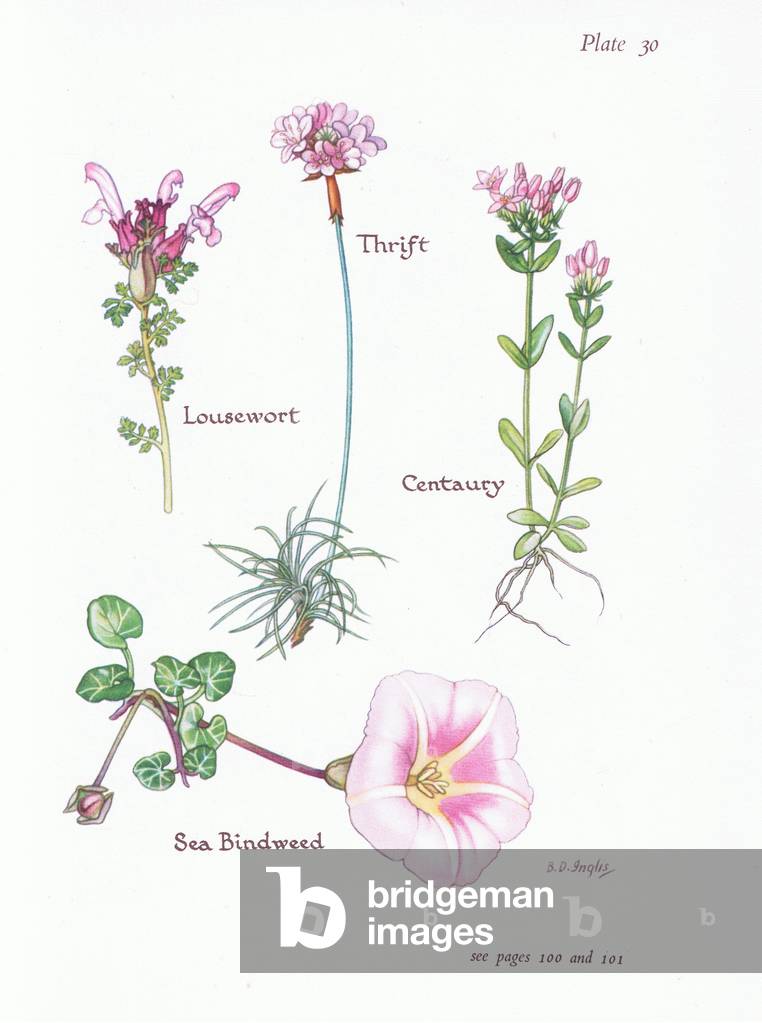 Lousewort, Thrift or Sea Pink, Centaury, Sea Bindweed , 1951 (colour litho)