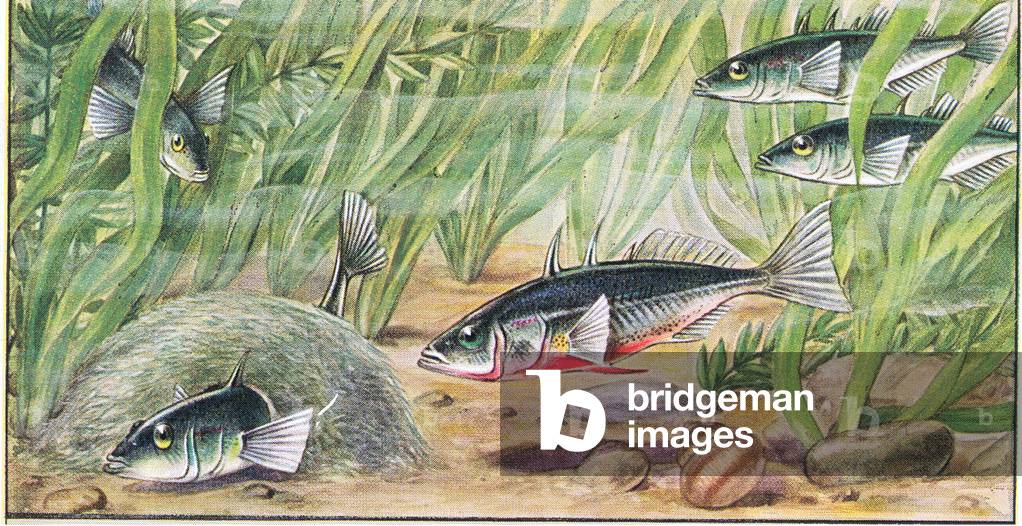Fish that build a nest: Sticklebacks, from colour Liebig postcard (colour litho)
