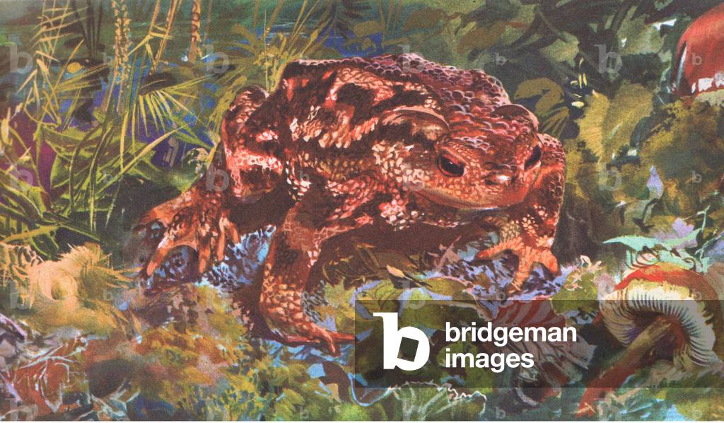 At night Toads leave their hiding places and hop about in search of food, from Knowledge Magazine, 1963 (colour litho)
