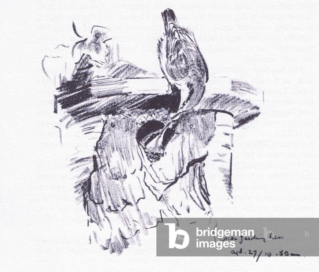 Nuthatch at nest hole, from Wanderers of the Field pub.by Routledge and Kegan Paul, 1959 (litho)