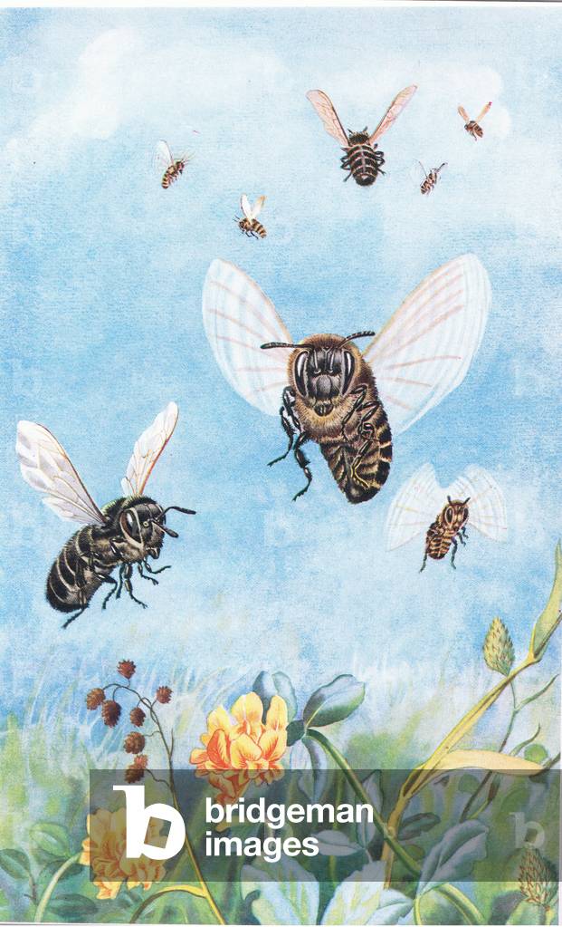 Droves dancing in the sunshine, from The Flying Nation published by Hutchinson & Co, c.1940's (colour litho)