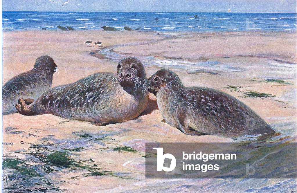 Common Seal, from Wildlife of the World published by Frederick Warne & Co, c.1900 (colour litho)