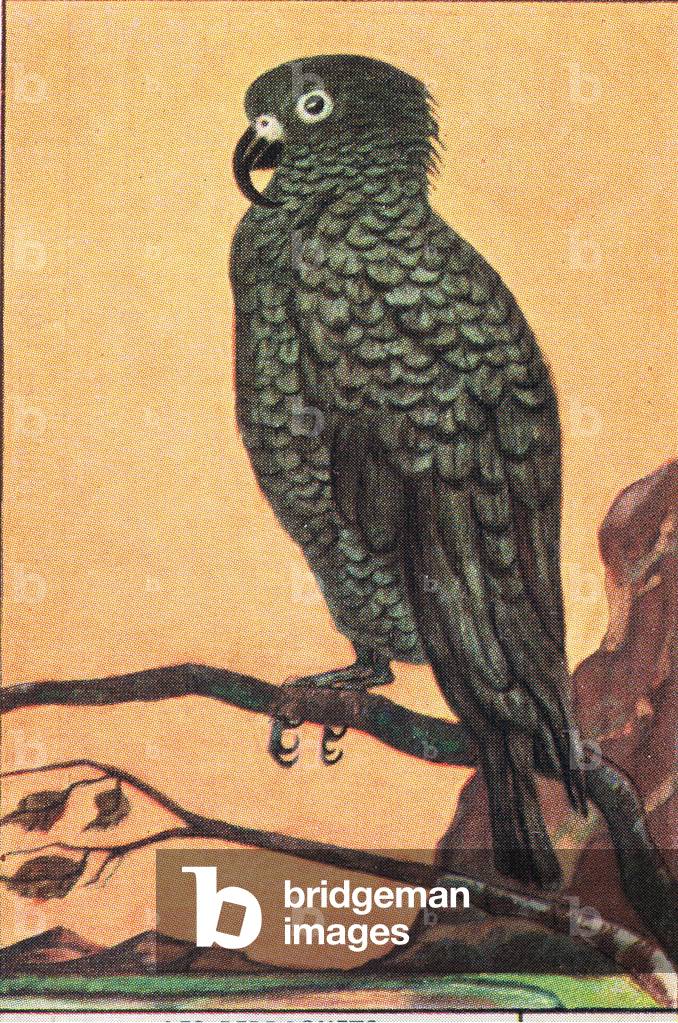 Parrots, birds, Kea,, from colour Liebig cards, 1940's (colour litho)
