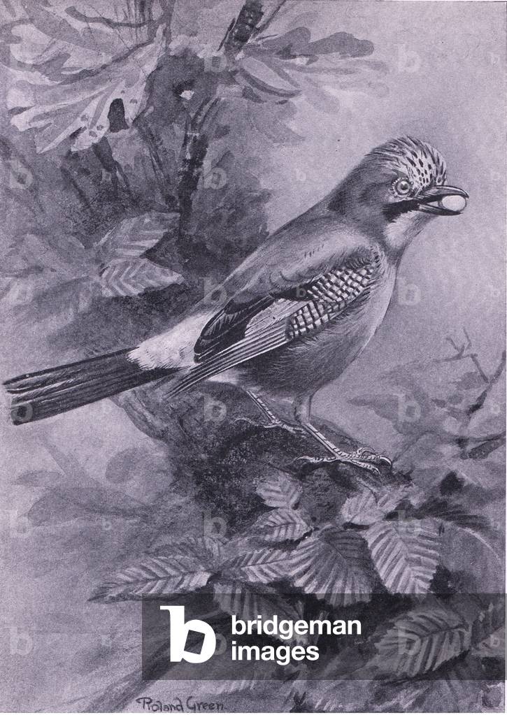Jay the egg stealer, Birds One Should Know published by Gay and Hancock, 1946 (litho)