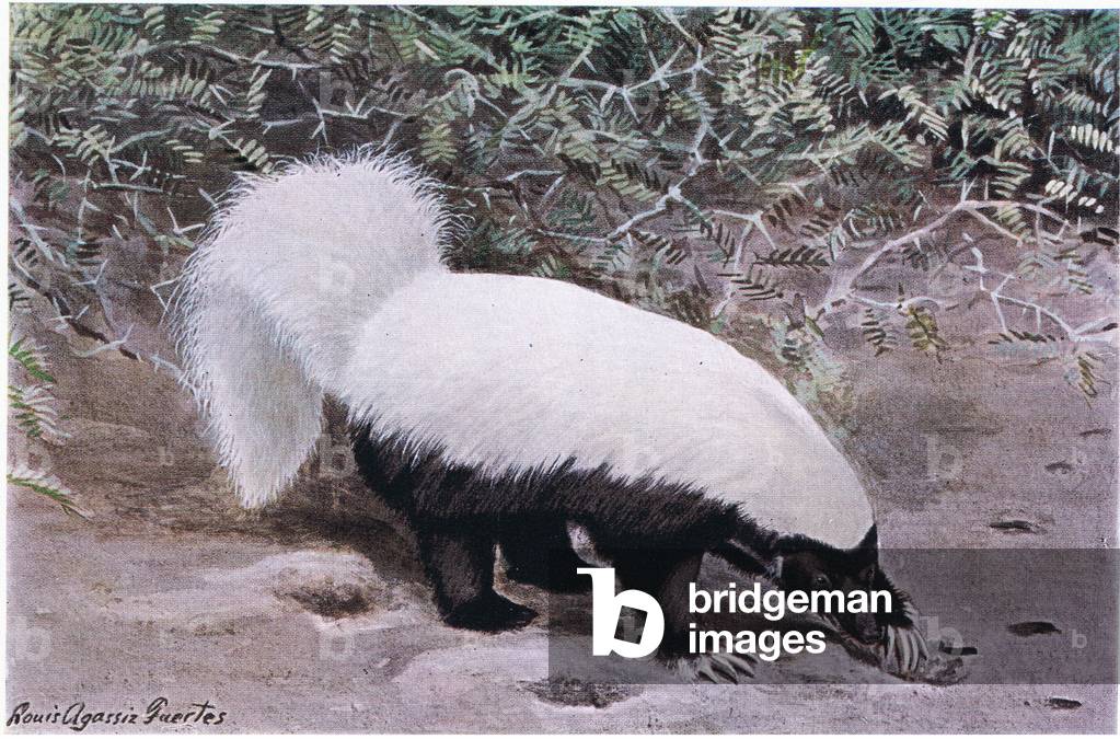 Hog Nosed Skunk, white top, black bottom, digs for food with hits long claws