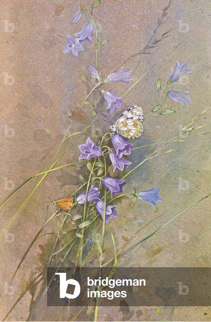 Marbled White and Small Skipper Butterflies on Bluebells, from Beningfield's Butterflies pub.by Chatto & Windus, 1978 (colour litho)