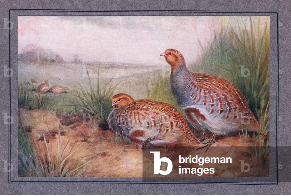 Partridge, Birds One Should Know published by Gay and Hancock, 1965 (colour litho)