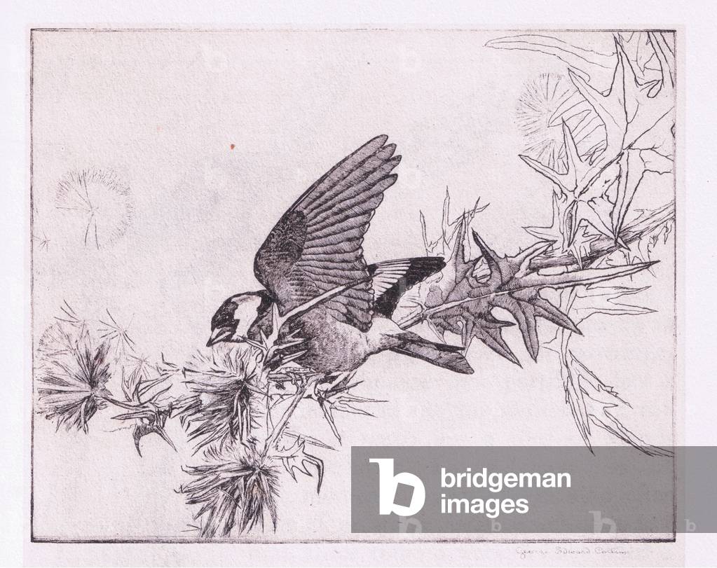 Goldfinch, illustration from Green Fields and Fantasy published by Metheun, 1934 (litho)