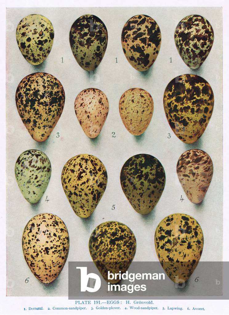 Eggs:Woodcock:Snipe:etc, illustration from 'British Birds' by Kirkman & Jourdain, 1966 (colour litho)