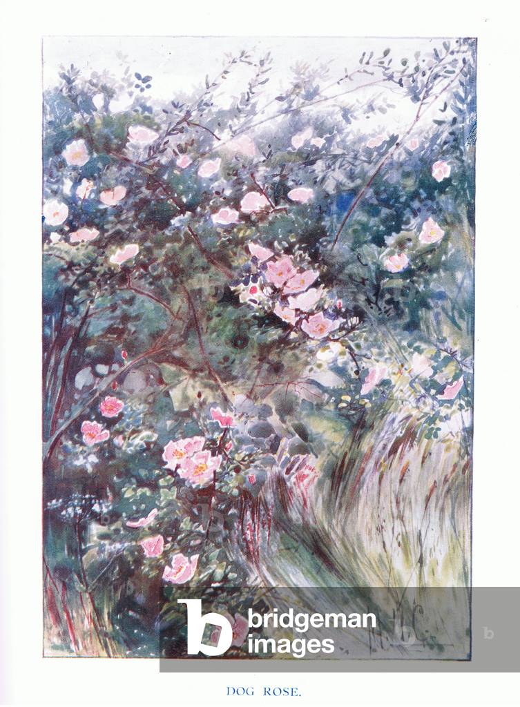 Dog Rose (May flowering), J. M. Dent & Sons Ltd, pub.1907 (colour litho)