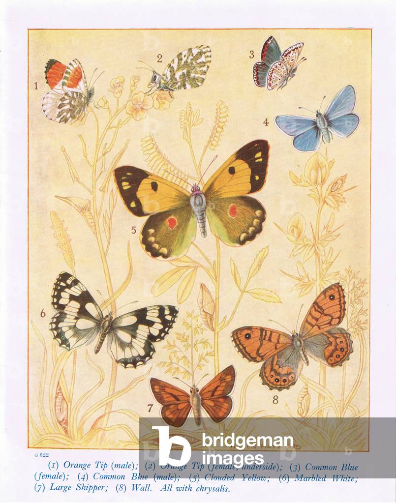 Orange Tip; Common Blue; Clouded Yellow; Marbled White; Large Skipper; chrysalis  (colour litho)
