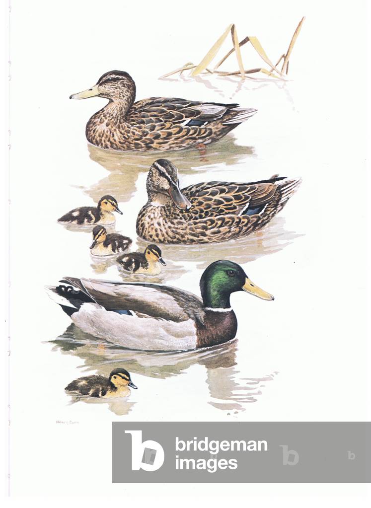 Mallard with young, illustration from'Wildfowl of Europe', 1972 (colour litho)