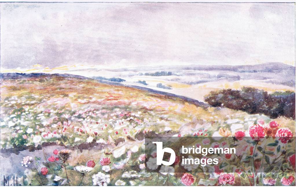 Wild carrot and Clover, J. M. Dent & Sons Ltd, pub.1907 (colour litho)