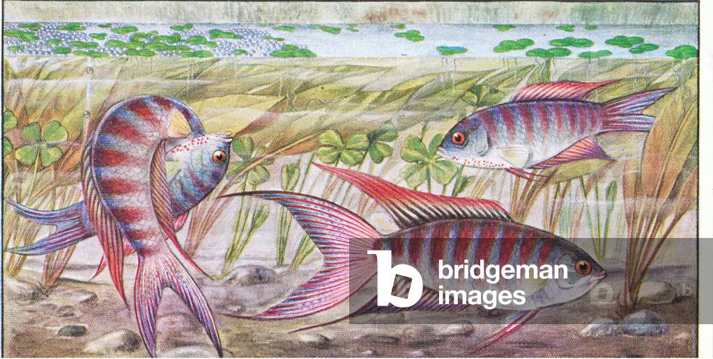 Fish that build a nest: Paradise Fish, from colour Liebig postcard (colour litho)