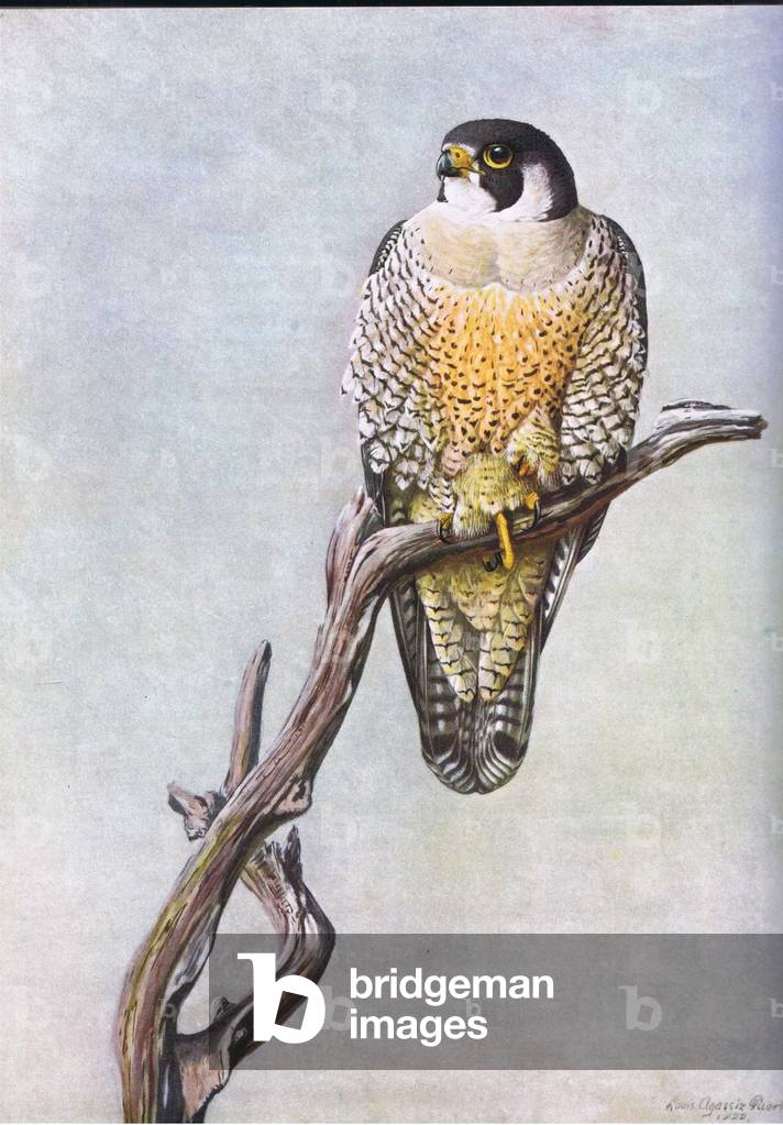 Duck Hawk (colour litho)