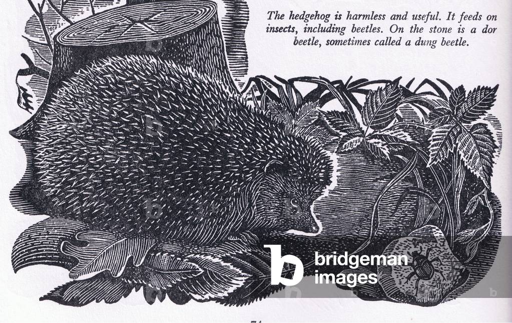 Hedgehog, illustration from The Children's Nature Book published by Odhams, 1958 (litho)