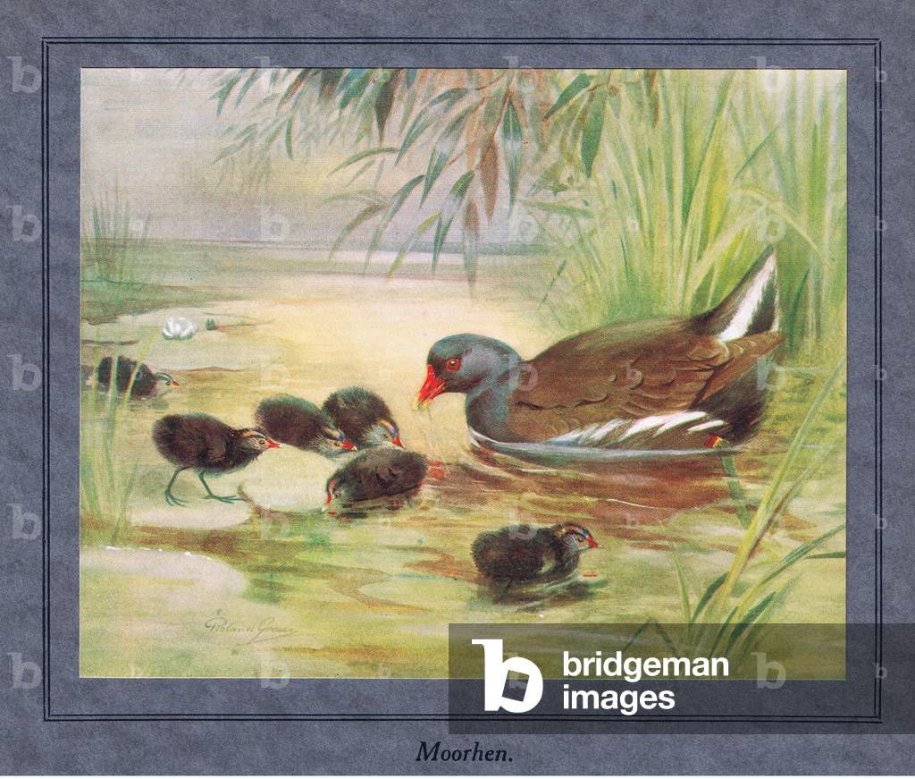 Moorhen with young (litho)