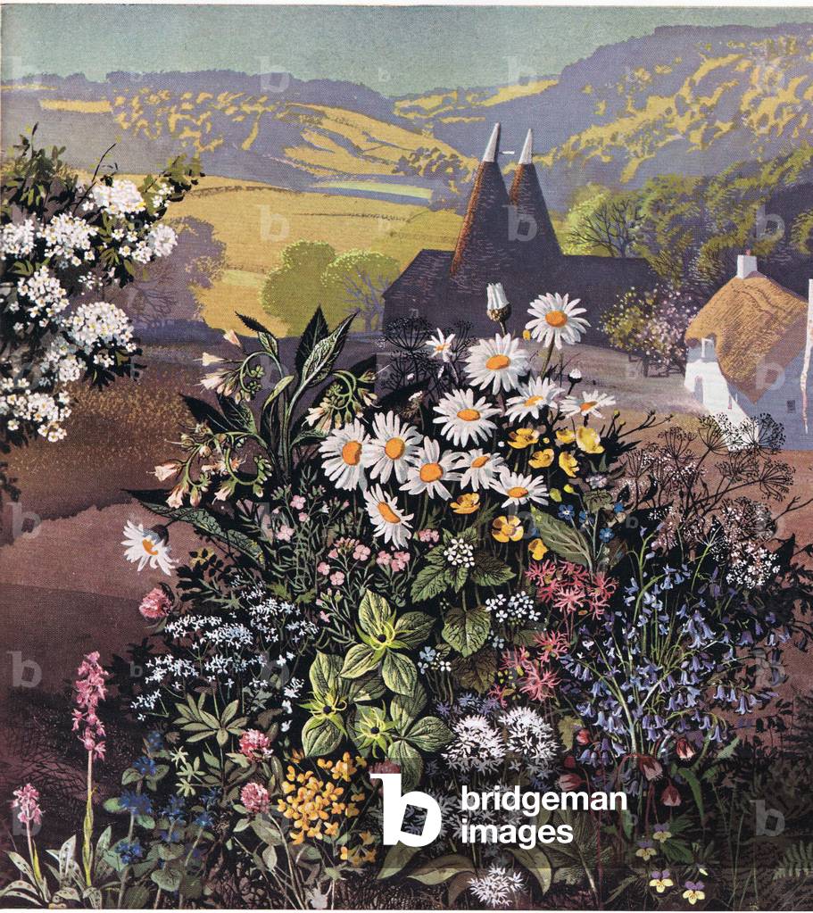 Wildflowers, from 'The Shell Guide to the Flowers of the Countryside' by Geoffrey Grigson, published in 1950 (colour litho)