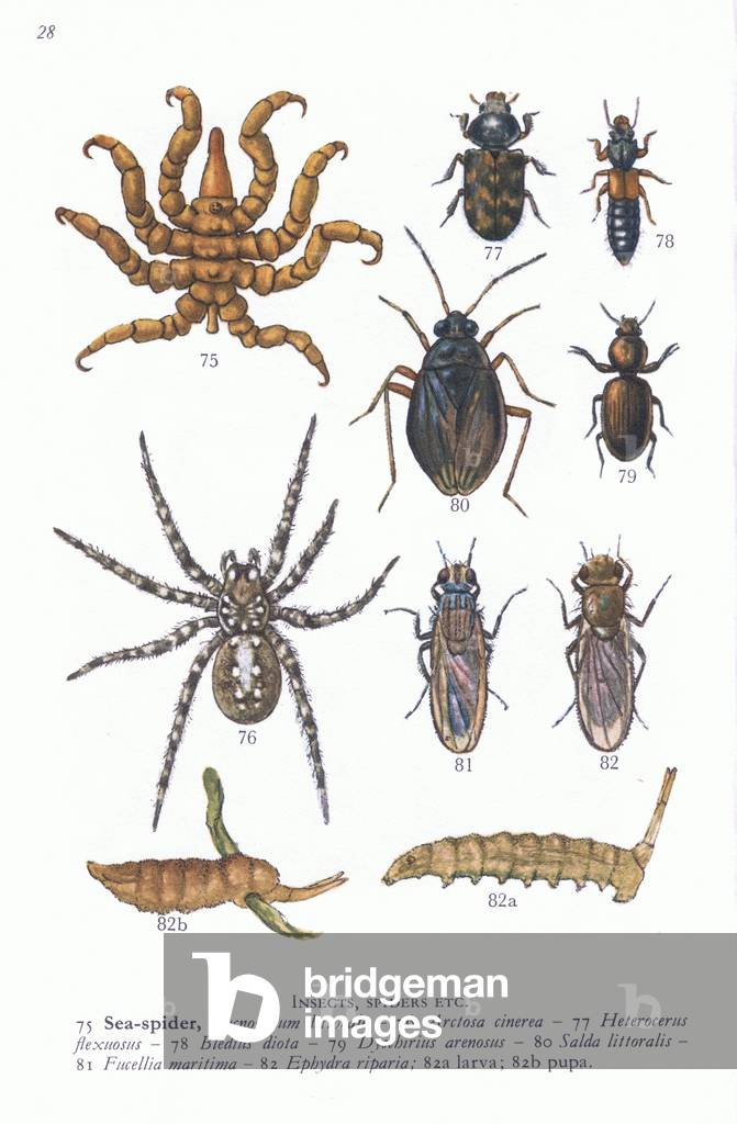 Insects Spider and Sea Spider , from Blandford Shore Life in Colour pub.by The Blandford Press, 1969 (colour litho)