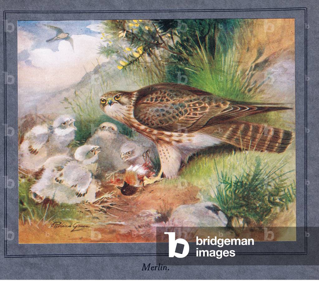 Merlin and young (colour litho)