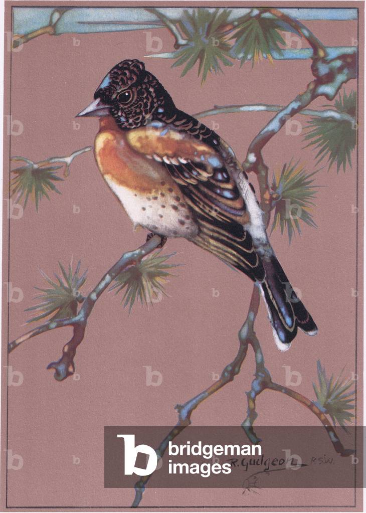 Brambling, illustration from 'Getting to Know Birds ', 1944 (colour litho)