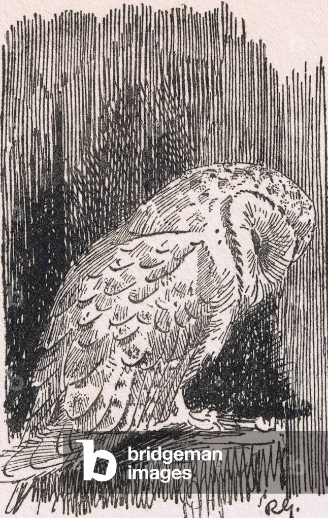 Barn Owl studies sleeping, Birds One Should Know published by Gay and Hancock, 1934 (litho)