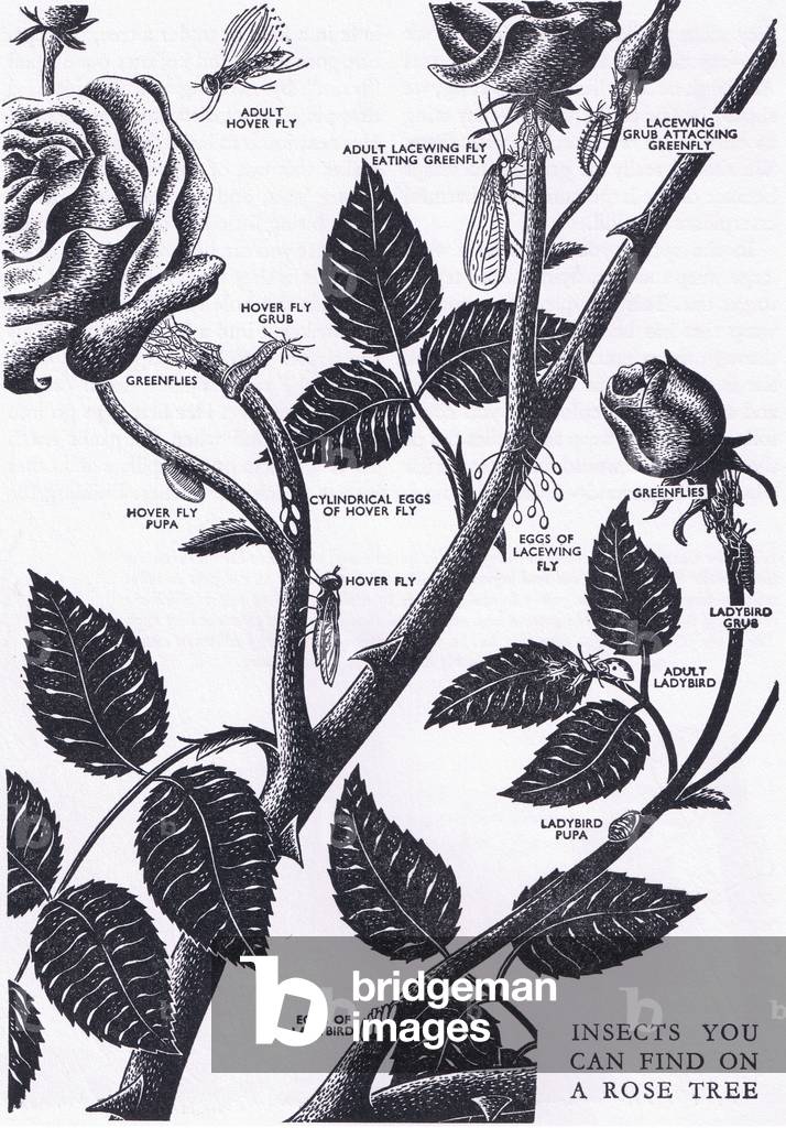 Insects you can find on a rose tree, illustration from The Children's Nature Book published by Odhams, 1958 (litho)
