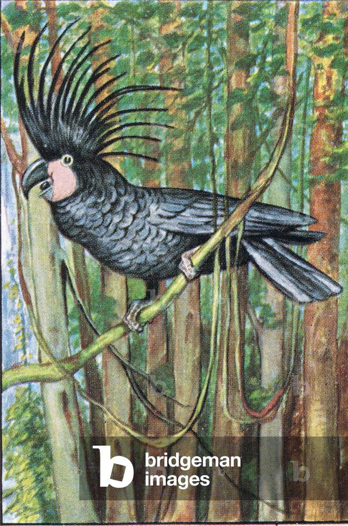 Parrots, birds, Black Parrot, from colour Liebig cards, 1940's (colour litho)