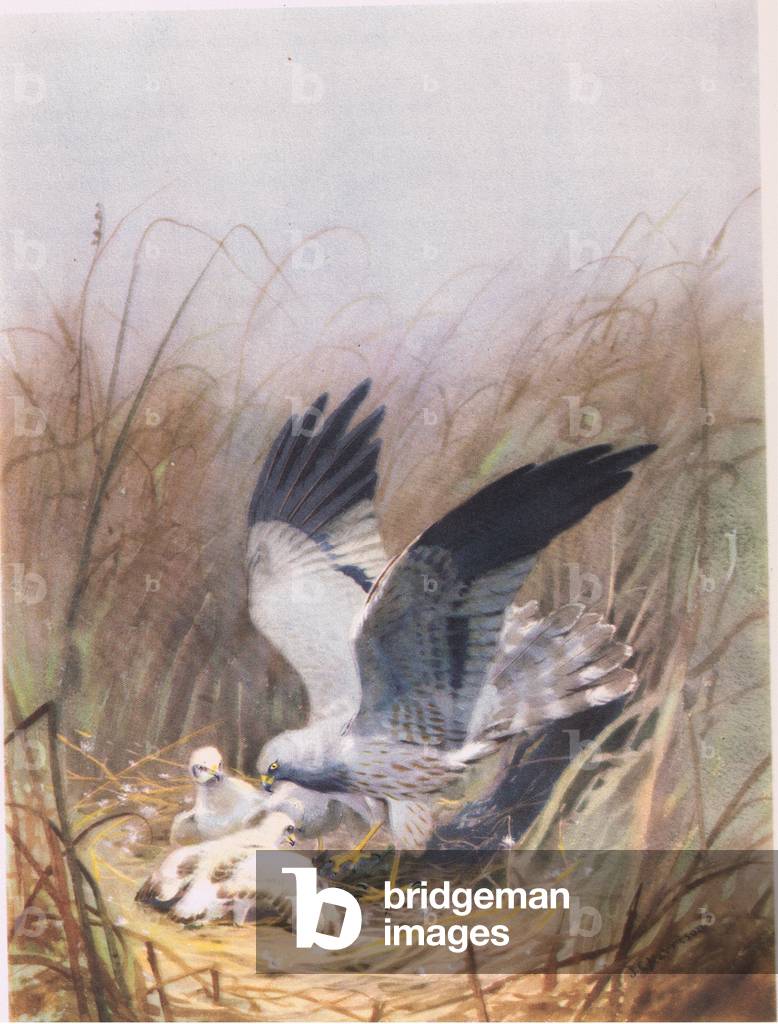 Marsh harrier, illustration from 'Country Life', published in 1949 (colour litho)