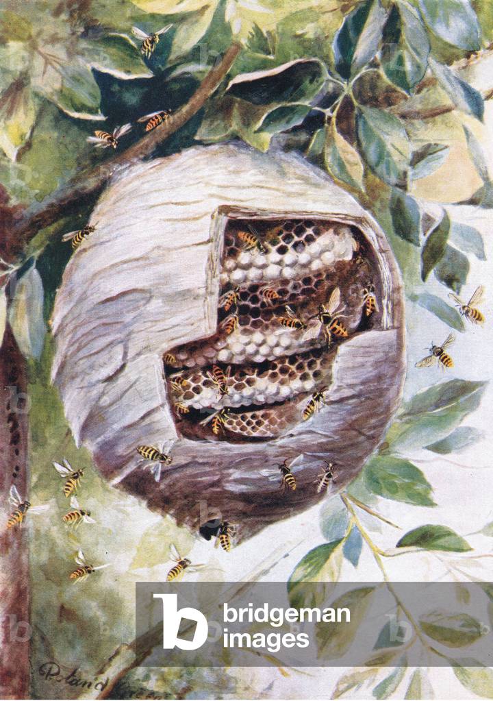 Nest of the tree Wasp (colour litho)