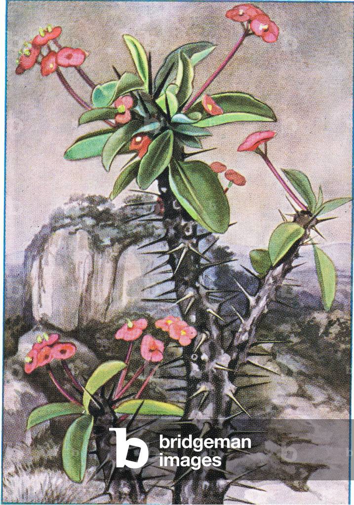 Plants and Grasses, from colour Liebig postcards, 1940's (colour litho)
