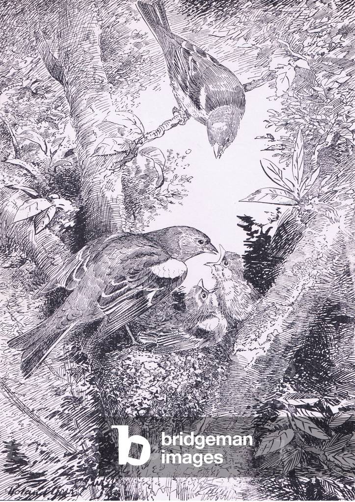 Chaffinches at nest with young, Birds One Should Know published by Gay and Hancock, 1957 (litho)