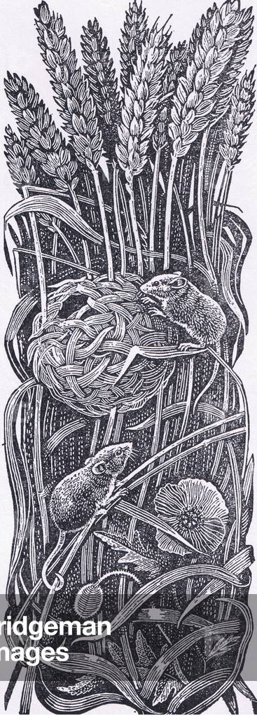 Harvest mice, illustration from The Children's Nature Book published by Odhams, 1958 (litho)