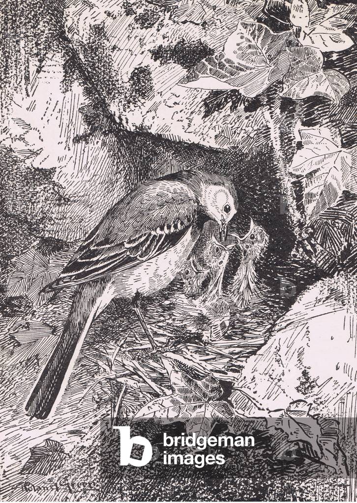 Great Tits and young, Birds One Should Know published by Gay and Hancock, 1972 (colour litho)