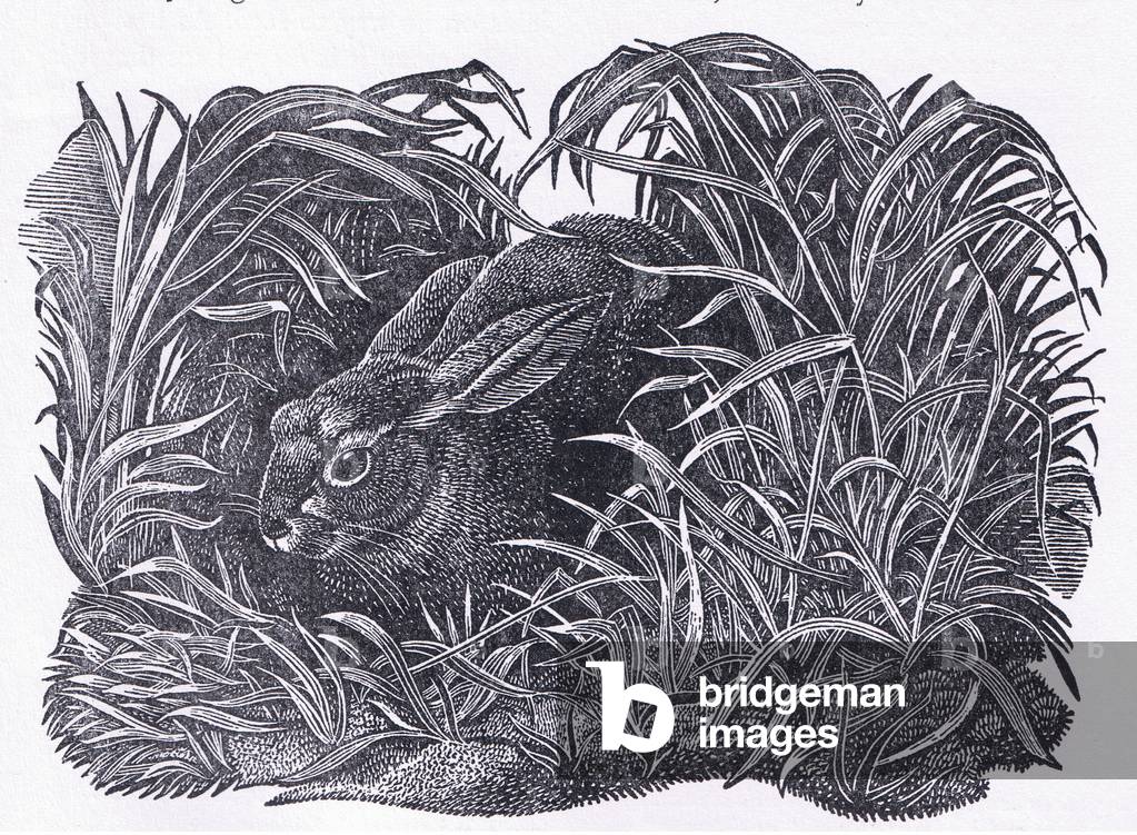 Rabbit, illustration from The Children's Nature Book published by Odhams, 1958 (litho)