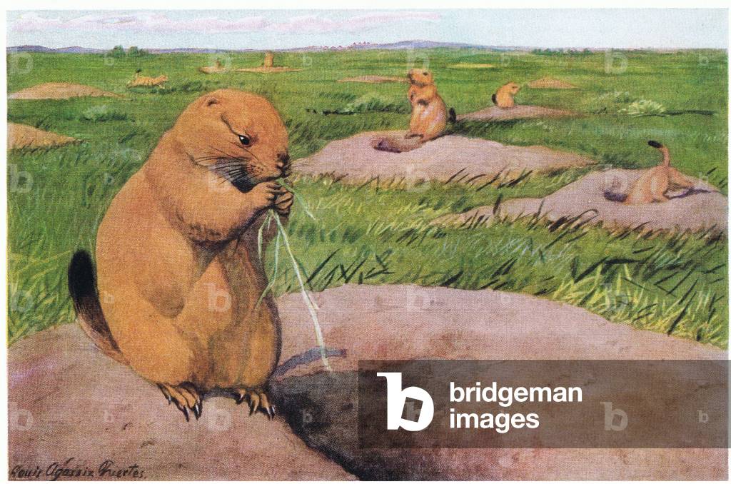 Black Tailed Prairie Dogs keeping lawns short for unobstructed views