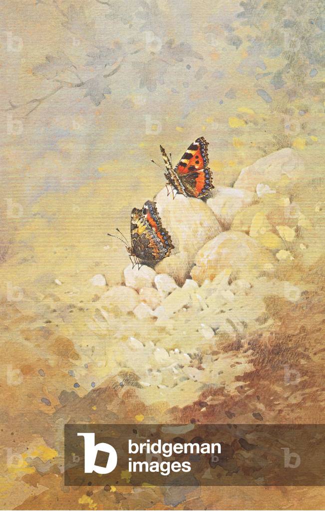 Small Tortoiseshells on the ground, from Beningfield's Butterflies pub.by Chatto & Windus, 1978 (colour litho)