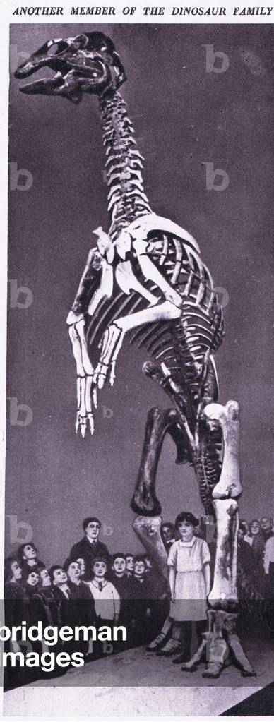 Another member of the Dinosaur family, 1925 (litho)