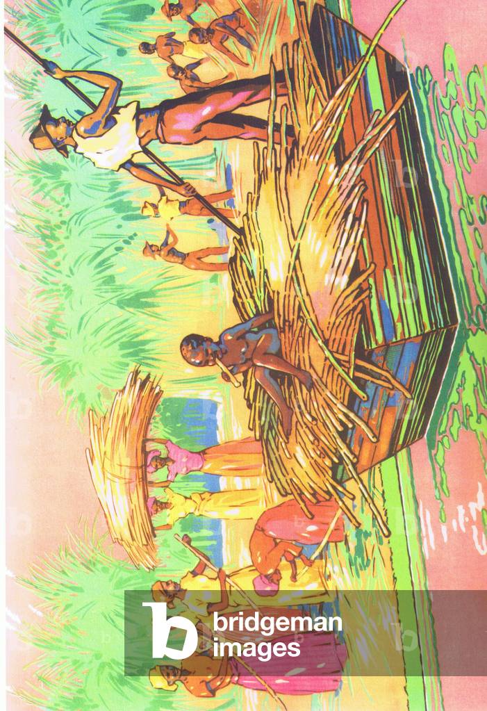 Sugar cane fields, illustration from 'Folio of School posters. Printers unknown', c.1940-75 (colour litho)