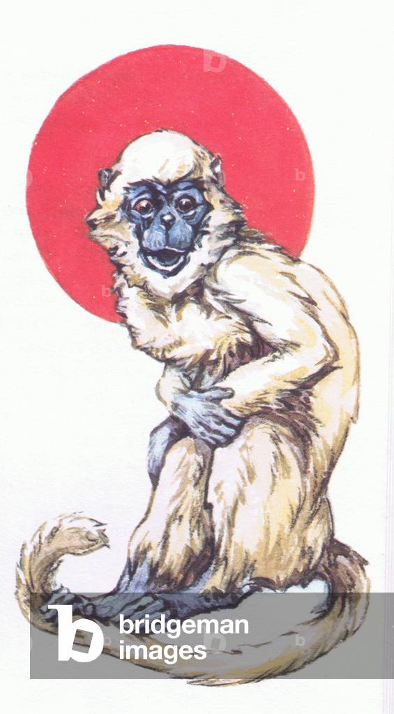 Monkey, from Animals and Birds in Folklore published by Frederick Warne & Co Ltd, 1969 (colour litho)