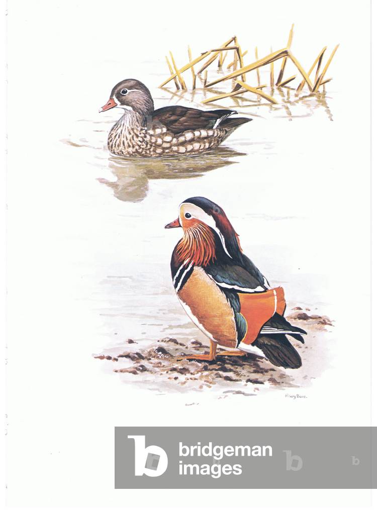 Mandarin Ducks , illustration from'Wildfowl of Europe', 1972 (colour litho)