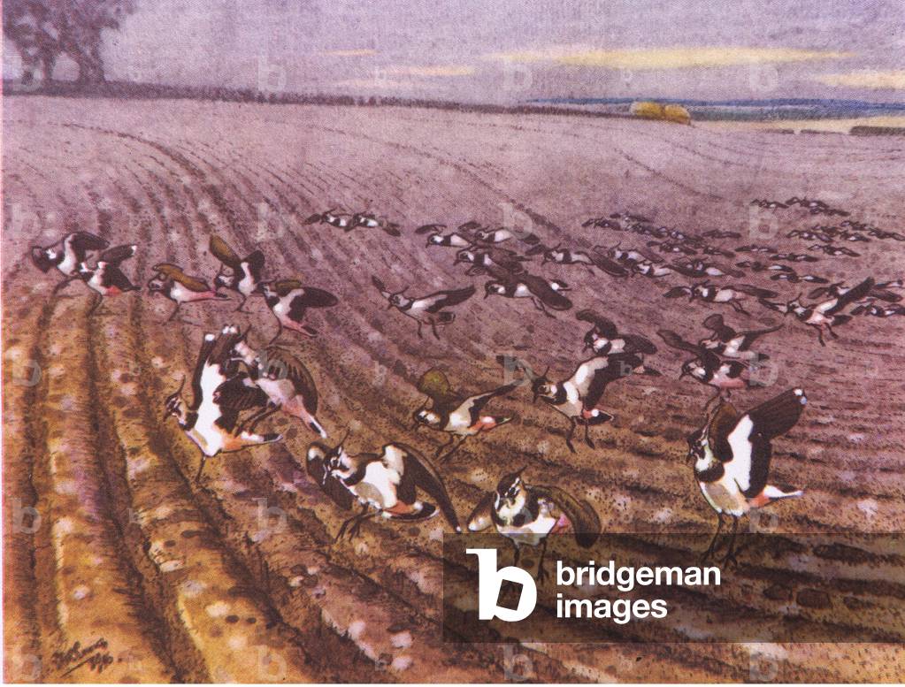 A flock pitching at dusk, illustration from'The Lapwing', 1949 (colour litho)